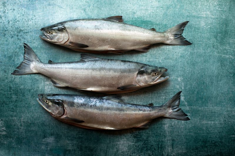 1B. PRE-ORDER: 25 pounds sockeye fillets (pin-bones out) $19.50/lb - PICK UP ONLY
