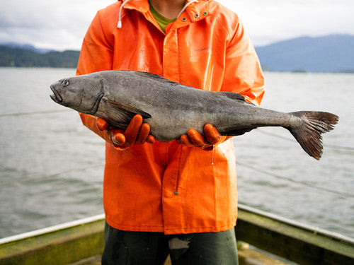 4. PRE-ORDER: 10 lbs wild Alaskan black cod (sablefish) portions $25/lb. - PICK UP ONLY