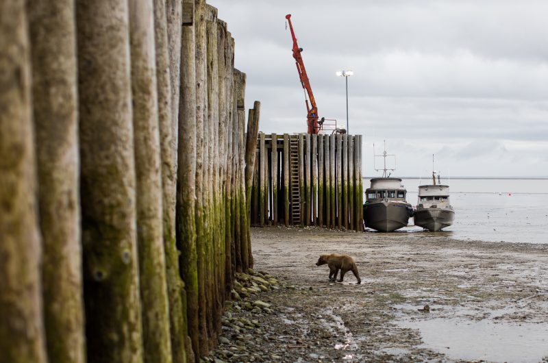 4. PRE-ORDER: 10 lbs wild Alaskan black cod (sablefish) portions $25/lb. - PICK UP ONLY