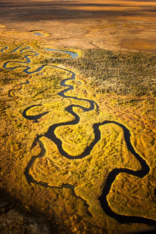 4. PRE-ORDER: 10 lbs wild Alaskan black cod (sablefish) portions $25/lb. - PICK UP ONLY