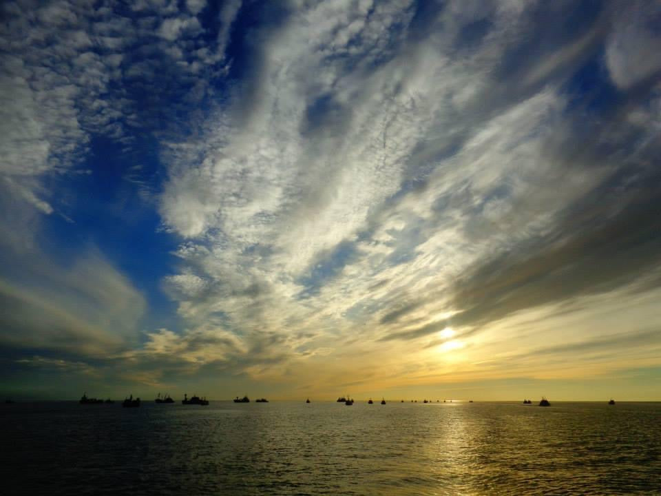 1C. PRE-ORDER: 75 pounds sockeye fillets (pin-bones out) $19/lb - PICK UP ONLY