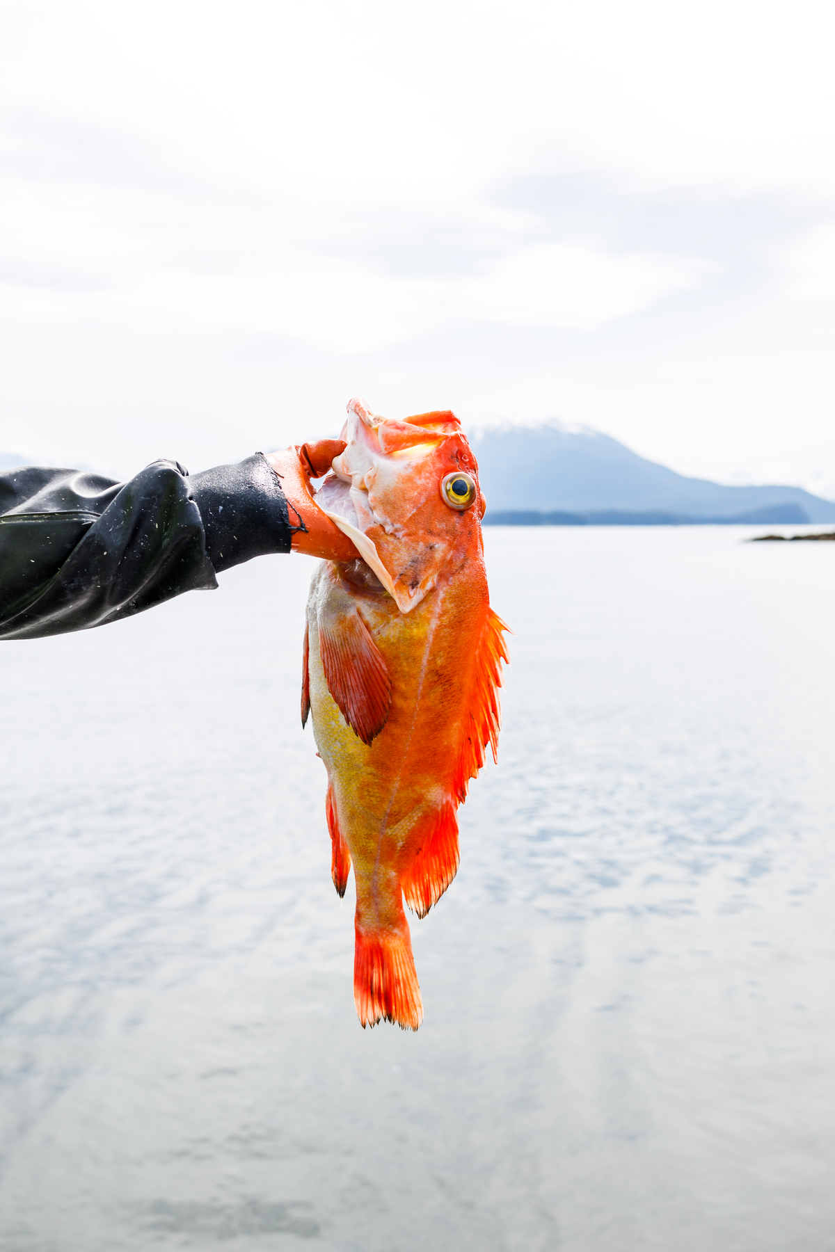 5. PRE-ORDER: 10 lbs wild Alaskan black rockfish fillets (pin-bones out) $18/lb. - PICK UP ONLY