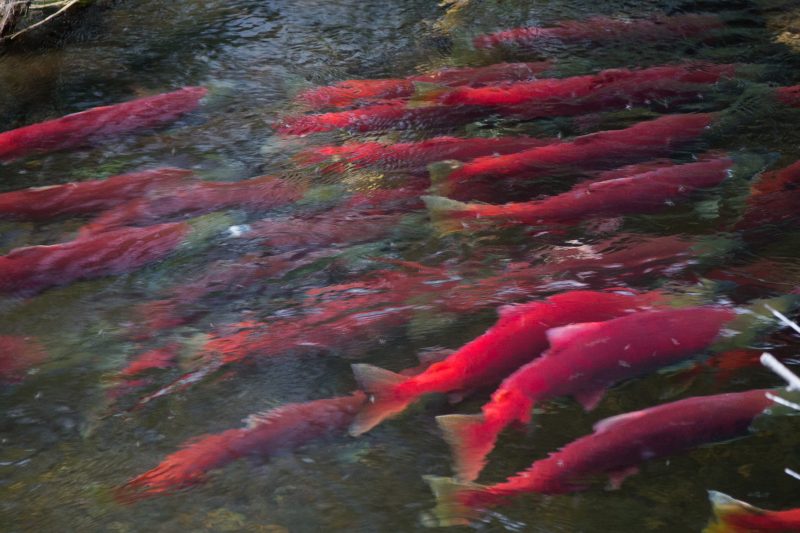 7. PRE-ORDER: 25 pounds sockeye fillets (pin-bones in) $19.5/lb - FALL FEDEX SHIPPING