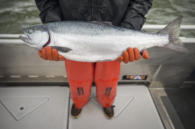 7. PRE-ORDER: 25 pounds sockeye fillets (pin-bones in) $19.5/lb - FALL FEDEX SHIPPING